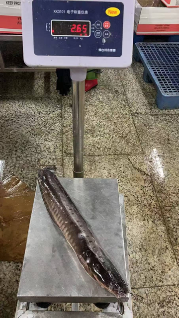 Frozen Whole Catfish in Bulk,Frozen Farmed Catfish.Frozen Catfish Exporters (1-2 kg Wholesale).Premium Quality Frozen Whole Catfish for the African Market - Image 6