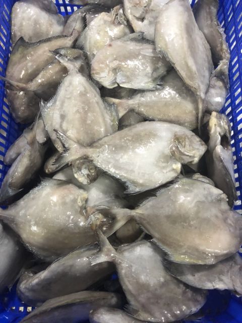 Frozen Seafood IQF Whole Round Black Pomfret Fish For Whole Sale - Image 4
