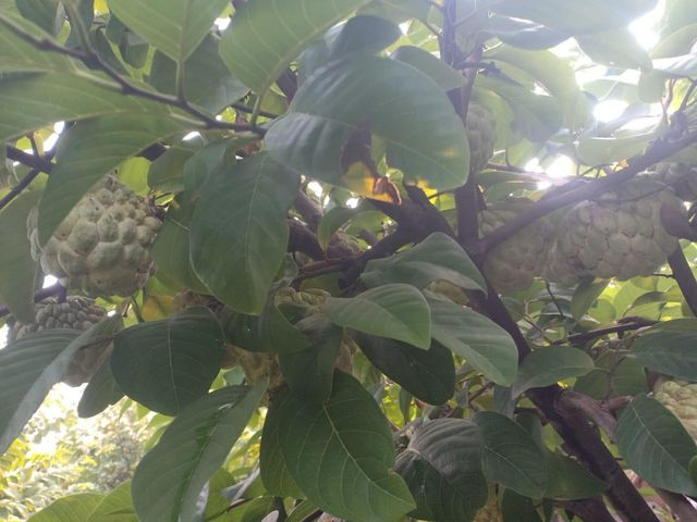 Custard Apples - Image 4