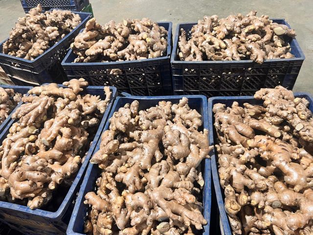Fresh Thai Ginger 200g & up 5kg - 10kg PVC Carton - Image 3