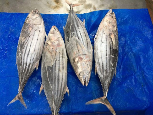 Frozen Skipjack Tuna Fish Whole Round (Katsuwonus pelamis) – - Image 1