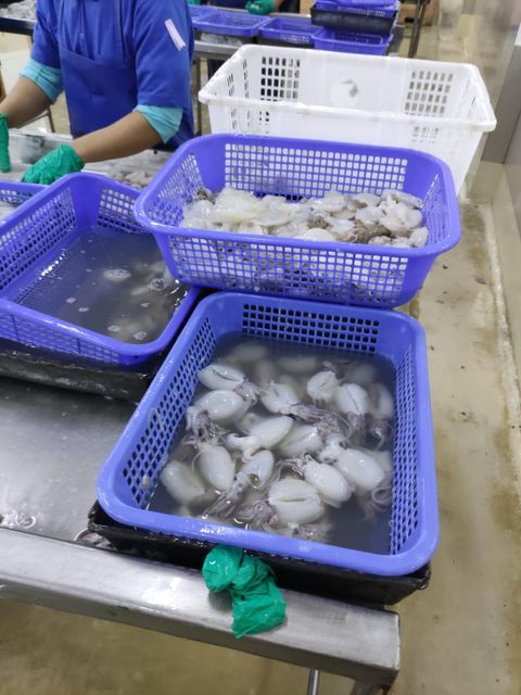 Frozen Baby Cuttlefish Whole Cleaned Premium Quality - Image 3
