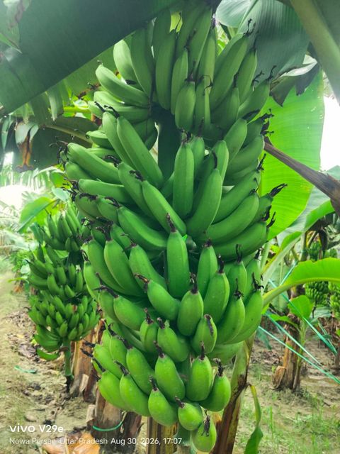 G9 Bananas - Image 3