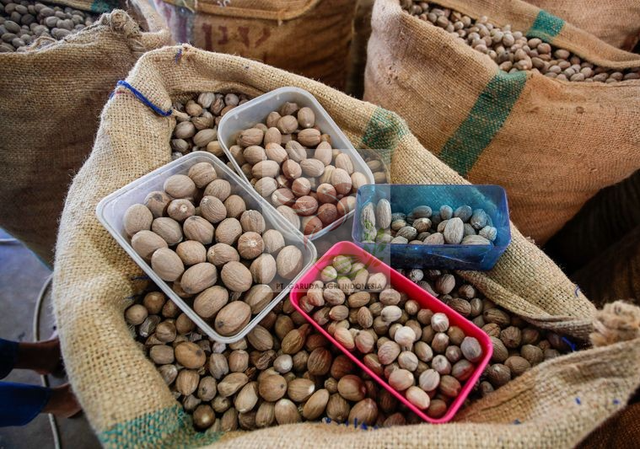 Nutmeg - Image 4