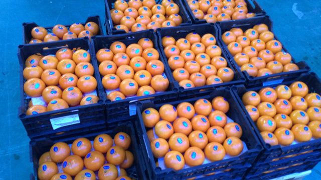 Mandarin - Image 4