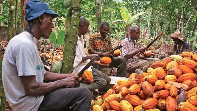 dried cocoa beans - Image 4