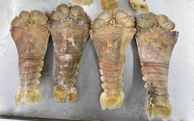 Frozen Slipper Lobster - Image 4