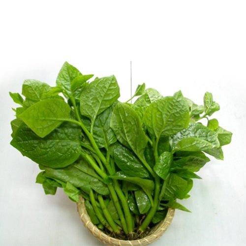 Fresh organic vegetable malabar spinach Style Fresh Color Green Type vegetables Packaging 5kg / carton Cultivation Type - Image 5