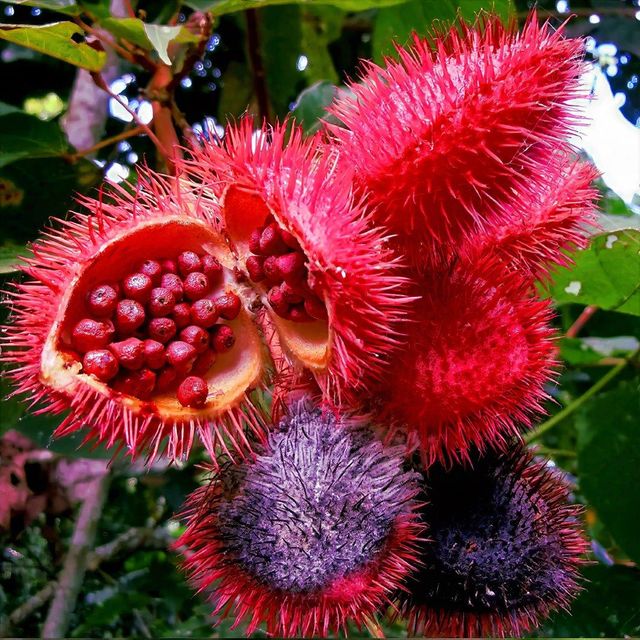 Pure Annatto Seeds | Bixa Orellana Raw Material | Bulk Manufacturer & Exporter from USA - Image 1
