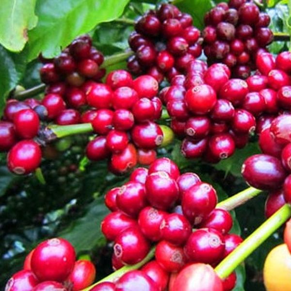 Roasted coffee beans High Quality vietnamese coffee agricultural /Service ODM OEM good price Made Viet Nam - Image 3