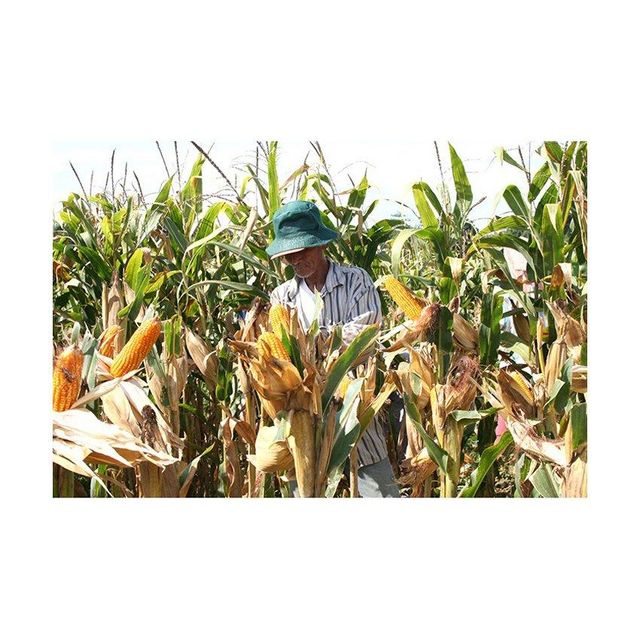 high quality yellow corn kernels for popcorn making cooking soups curries and baking natural corn rich in carbohydrates fiber and nutrients perfect for snacks healthy meals and traditional recipes - Image 3