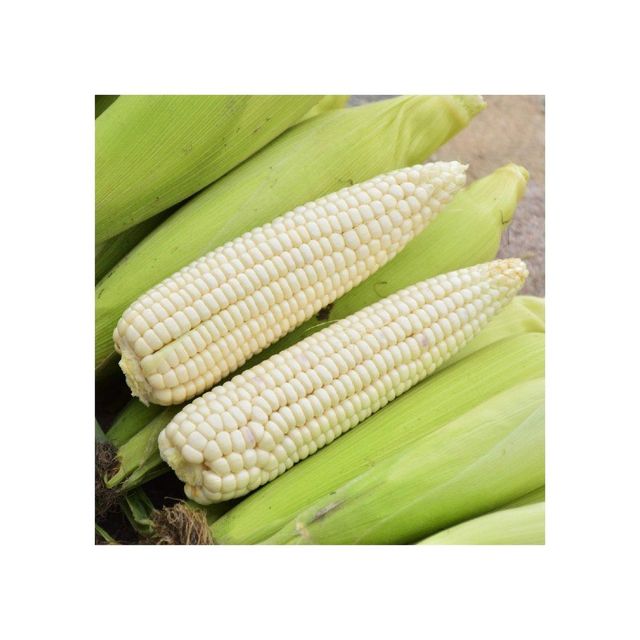 Wholesale white maize supply direct from top producers Grade A Features Gluten-Free, Organic Packaging Size > 1 kg to 5 kg, > 10 kg to 25 kg - Image 3