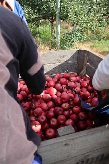 Flash Gala Apples for sale export quality - Image 2