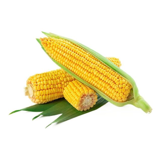 Yellow corn Maize - Wholesale French Sweet Yellow Corn For Animal Feed | Dried Wholesale Corn Grains - Image 2