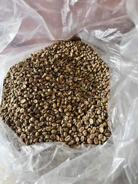 Robusta green beans S16 and S18 sourced directly from trusted farms in the Central Highlands of Vietnam - Image 2