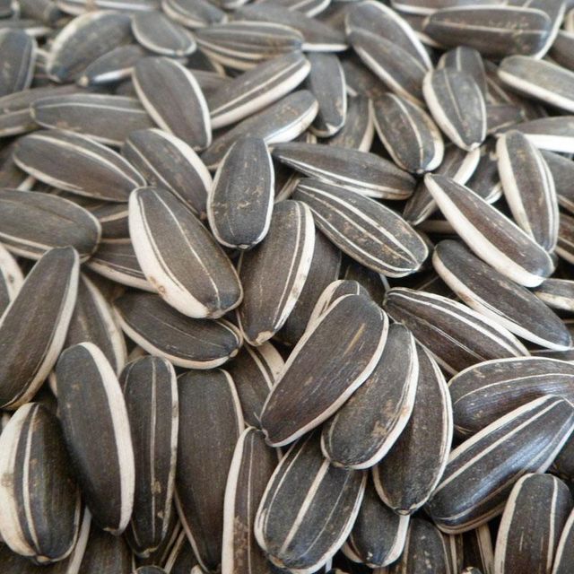 SUNFLOWER SEED - Image 2