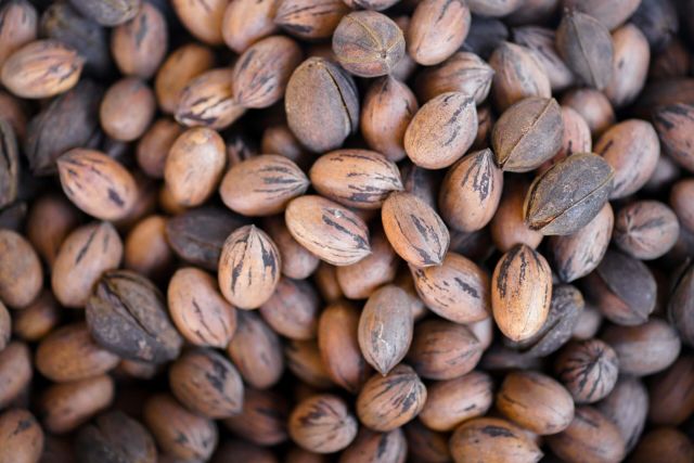 Pecan large pieces raw are fresh from Northern Cape, South Africa - Image 4