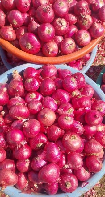 Red Onion – product photo 3, product detail gallery