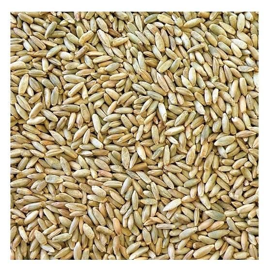 Wholesale Price Supplier of Organic Rye Grains Bulk Stock With Fast Shipping - Image 1