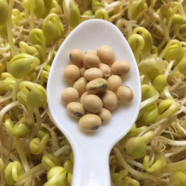 Soybean Seed For Food Prepared For Human Consumption With Premium Grain Standards And Excellent Product Uniformity - Image 3