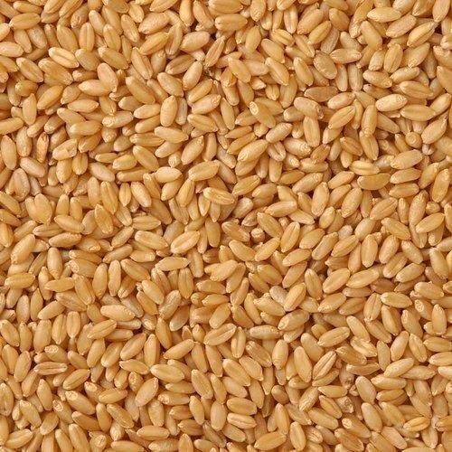 Premium Quality Milling Wheat Wholesale Supply At Factory Price For Sale - Image 1