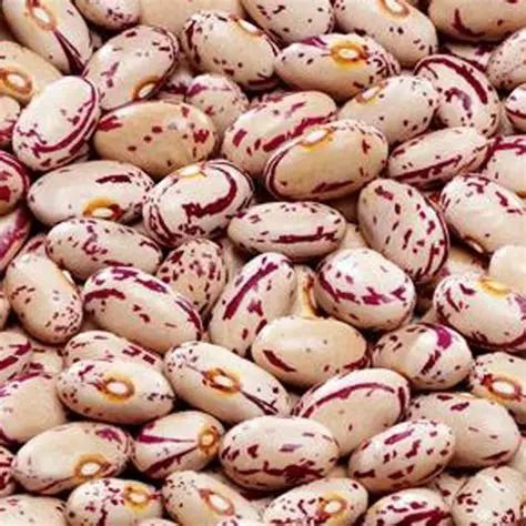 Speckled Kidney Bean - Image 4