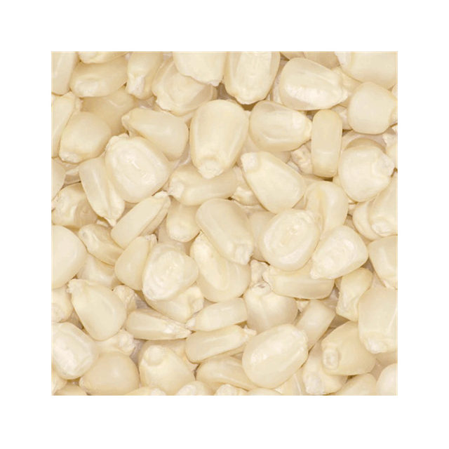 Top-quality white maize for sale ideal for animal feed and food industry - Image 1
