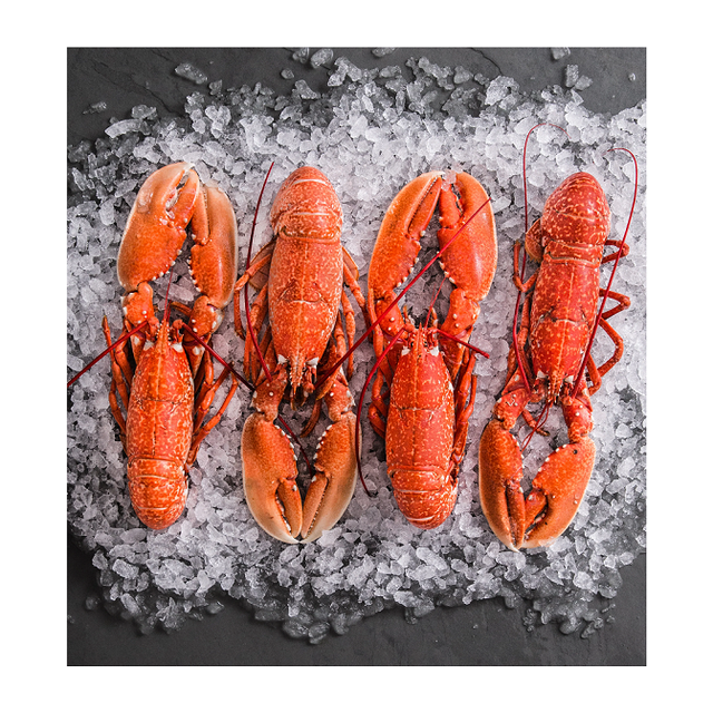 High Quality Fresh / Live / Frozen Canadian Lobsters (Seafood) Available For Sale At Low Price - Image 2