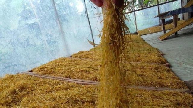 Dried beneng taro leave Organic Yes Origin Other - Image 3