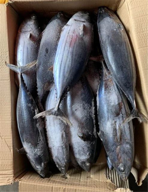 Skipjack Tuna - High Quality Frozen Seafood - Image 5