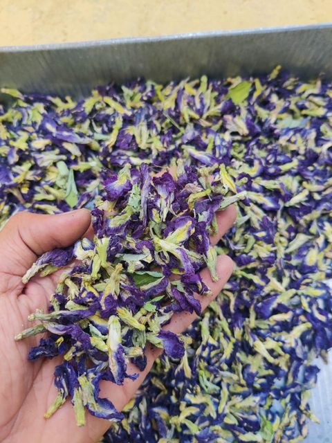 Dried Butterfly Pea Flower TBC Blue Pea Color BLUE Grade FOOD Packaging HDPE BAGS Max. Moisture (%) 8% Shelf Life 24 MONTHS - Image 1