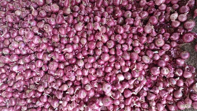 Fresh Onions Supplier |Wholesale Red, White & Yellow Onion Exporter - Image 5