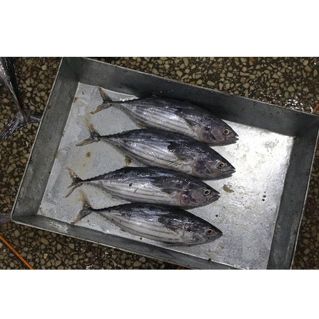 Frozen Skipjack Tuna Fish Premium Quality Whole Fish Selection For Import Export And Bulk Seafood Delivery - Image 3