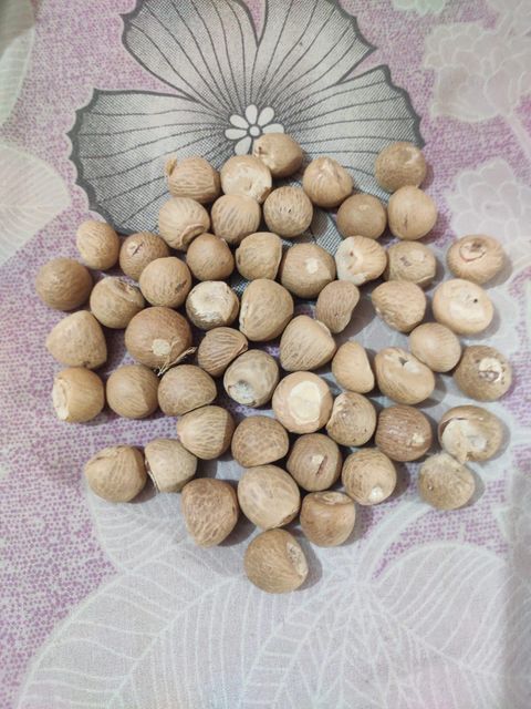 “Premium Betel Nuts (Areca Nuts) – High-Quality Whole & Split Nuts for Chewing & Traditional Use” - Image 3
