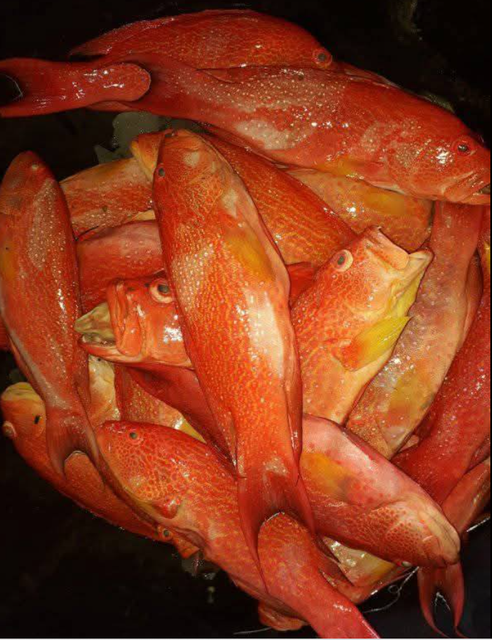 FROZEN RED CORAL GROUPER - HIGH QUALITY Type FROZEN FISH Color Vivid Red Skin Flavor Delicately Sweet Texture Tender White Flesh - Image 1