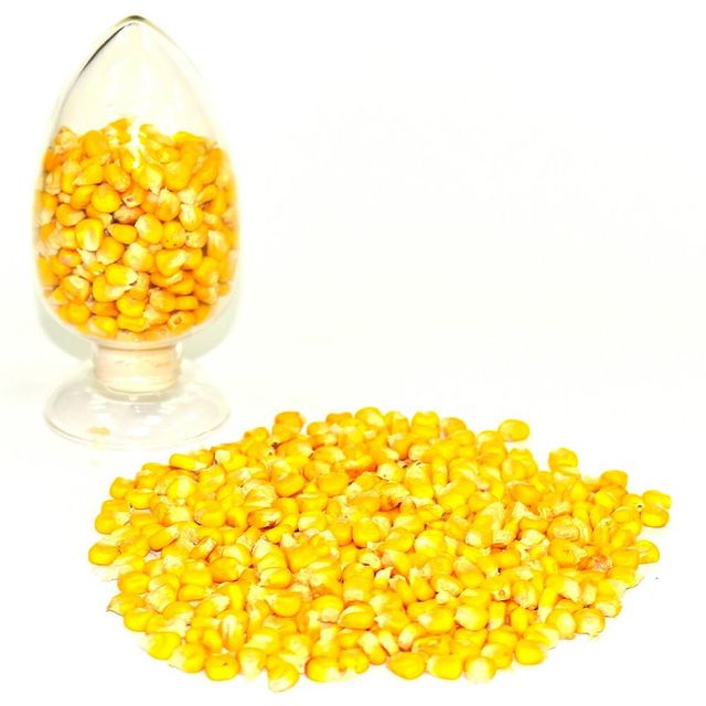Top Quality Wholesale Price Yellow Corn High Quality Yellow Maize Corn for Animal Feed Supplier - Image 3