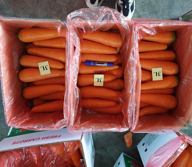 Vietnam fresh carrots high quality - Image 4