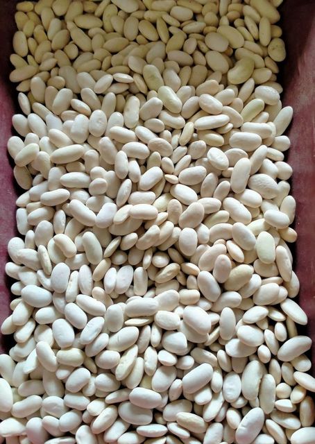white bean - Image 5