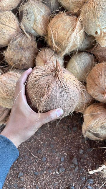 Semi Husked Coconut - Image 1