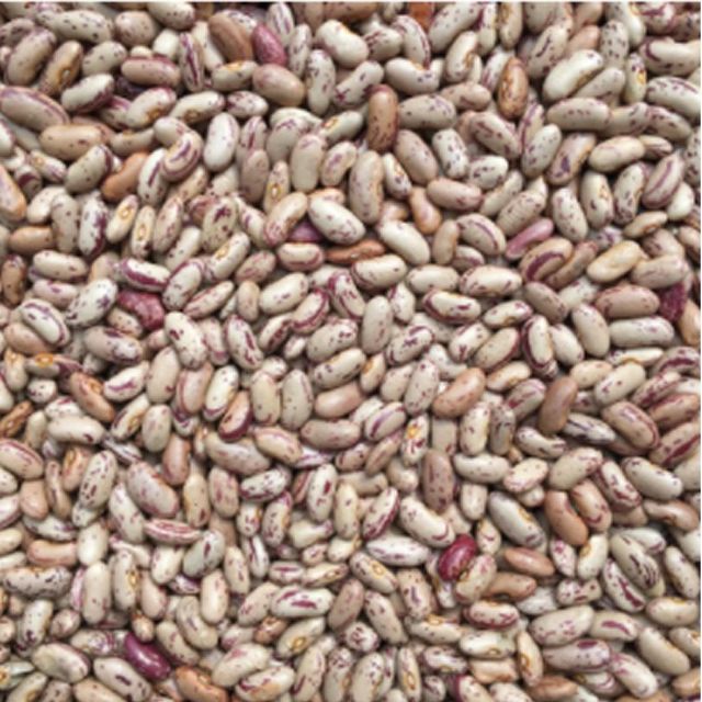 Premium Pinto Beans Packed With Nutrients Pinto Beans Rich In Iron Magnesium And Protein For Health Focused Buyers - Image 5