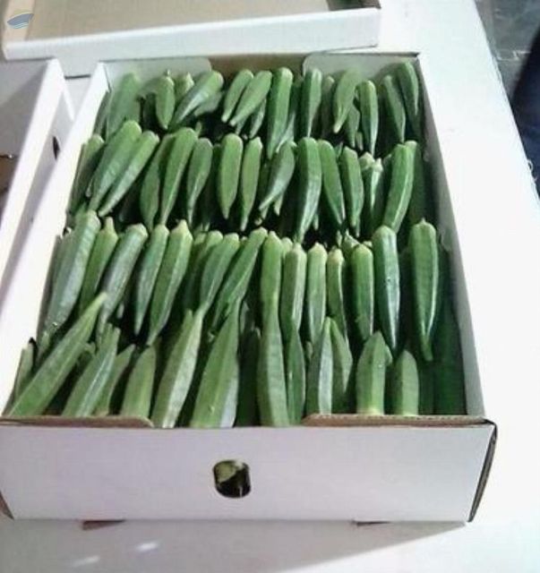 Export Quality Of Fresh Lady Finger Texture Crisp Flavor Delightful Color Vibrant Green Packaging Material Eco-friendly - Image 1