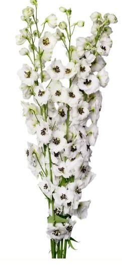 Fresh Cut Flowers Direct from the farm - Image 3