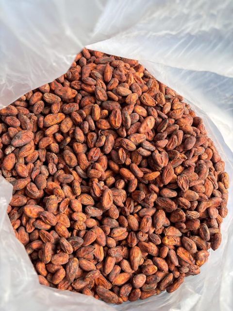 Cocoa Beans - Image 5