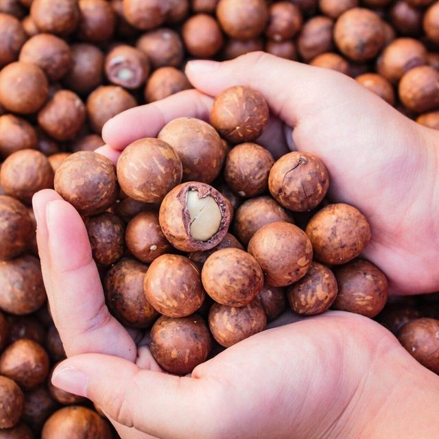 Export Quality Macadamia Nuts Wholesale Macadamia Nuts With Large Whole Kernels And Fresh Natural Flavor For Food Industry Buyers - Image 5
