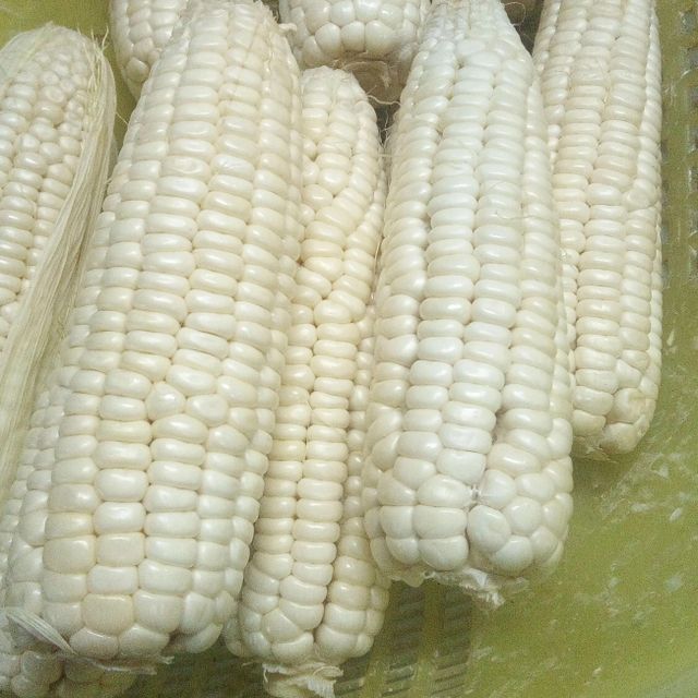 White Corn For Bulk Commodity Buyers Featuring Carefully Processed Kernels And Strong International Market Demand - Image 3