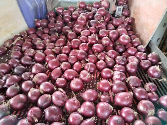 xport Grade Red & Yellow Onions with White Garlic – Competitive Pricing - Image 3