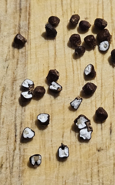 Aframomum melegueta / grains of paradise: used in nutraceutical industry as well as on African cuisine - Image 3
