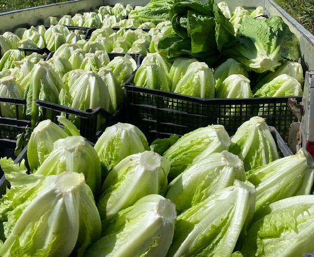 NATURALLY GROWN LETTUCE PREMIUM FRESH QUALITY READY EXPORT 10Kg CARTONS - Image 5