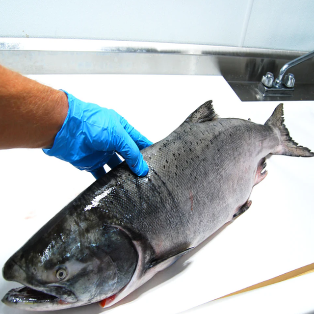 High Quality Wholesale Bulk Seafood Fresh Frozen pink Salmon Fish Whole, Gutted or Decapitated Frozen Fish - Image 3