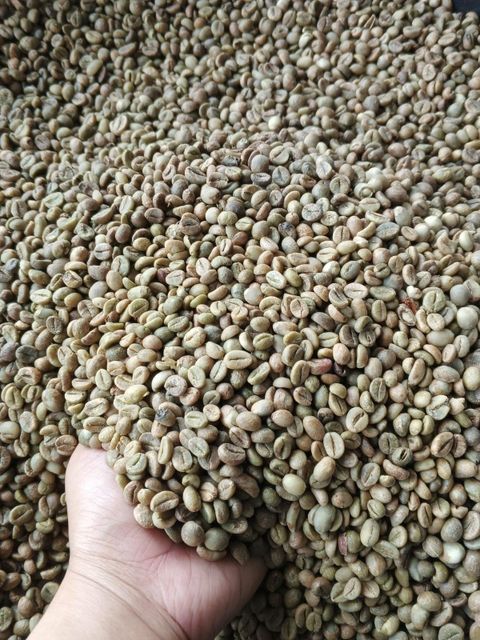 Green coffee FINE ROBUSTA G1 & ROBUSTA G1 - Image 1